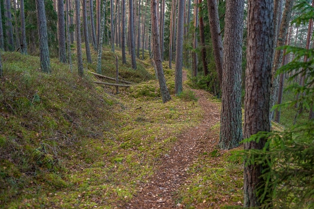 Pad door herfstbos kronkelende weg kemeri national park letland