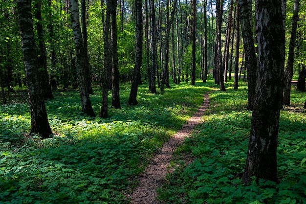 Pad door hoge bomen in een weelderig bos Wandelpad in groen zomerbos met zonneschijn