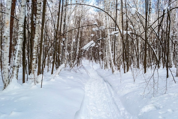 Pad door mooie winter met sneeuw bedekte bos
