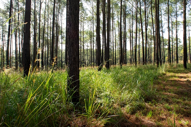 Pad en pijnbomen landschap