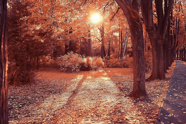 pad herfstpark / herfstlandschap, geel park in herfstbomen en bladeren, een mooie zonnige dag in het stadspark. de val