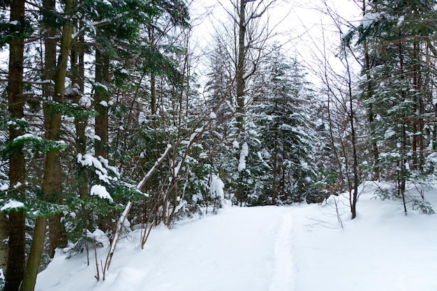 pad in forest