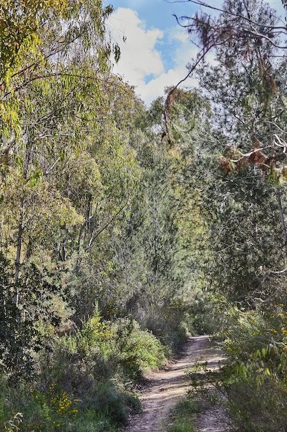 Pad in groen gemengd bos in de ochtend op zonnige dag