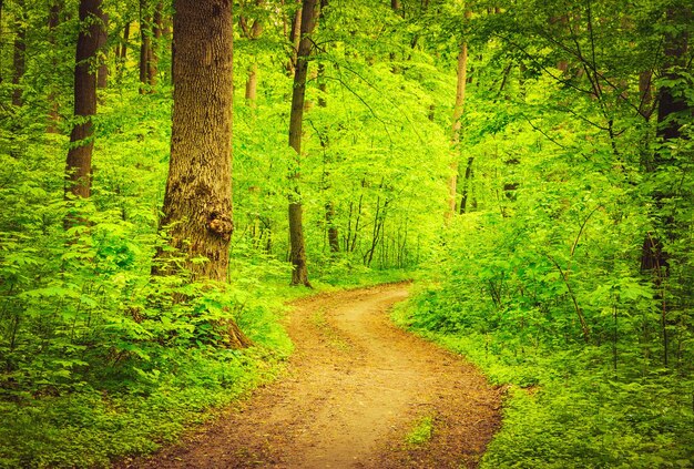 Pad in groen zomerbos