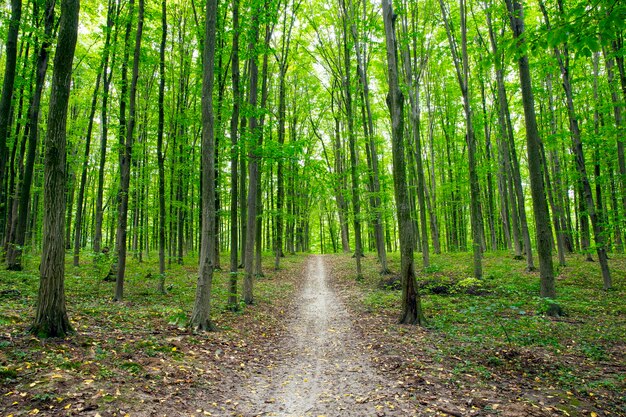 Pad in groen zomerbos