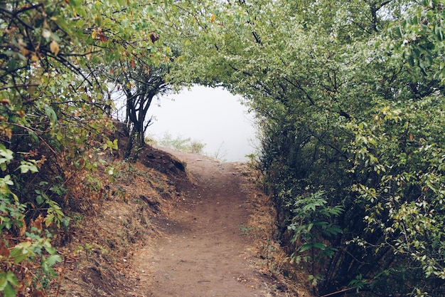 Pad in het bos dat leidt tot een mistige mist Bomen boog boven het bospad Sfeervol en pittoresk stockfotografie om een wandeling te maken Eenzaamheidsatmosfeer stock photo