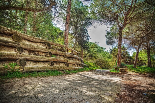 Pad in het bos in Alghero Sardinië