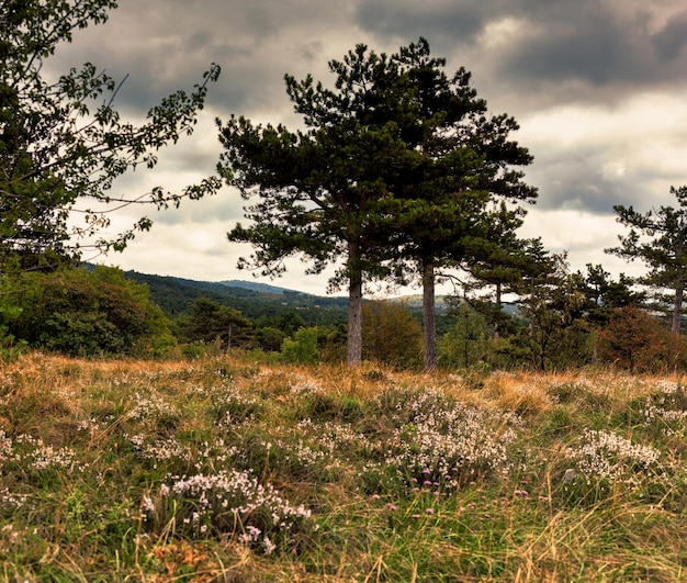 Pad in het bos van Basovizza