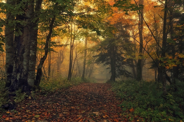 Pad in het bos