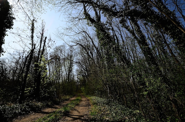 Pad in het bos