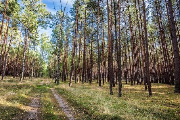 Pad in het herfstbos op zonnige dag