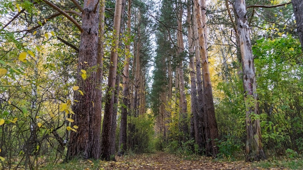 Pad in het herfstbos van Siberië, Tomsk.