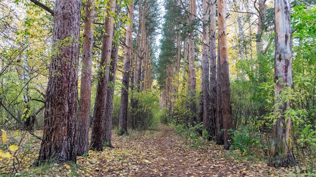 Pad in het herfstbos van Siberië, Tomsk.