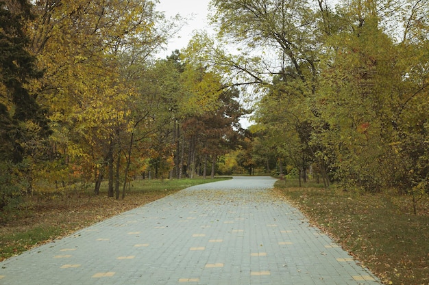 Pad in het herfstpark met gevallen bladeren