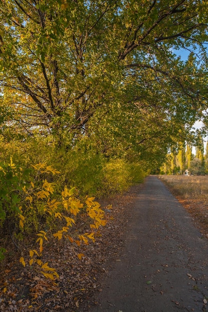 Pad in het mistige herfstpark