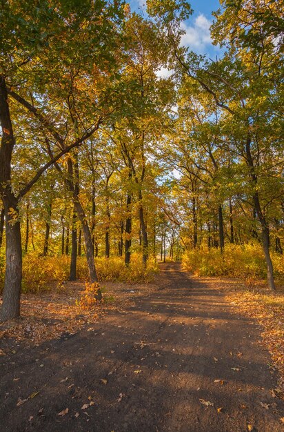 Pad in het mistige herfstpark