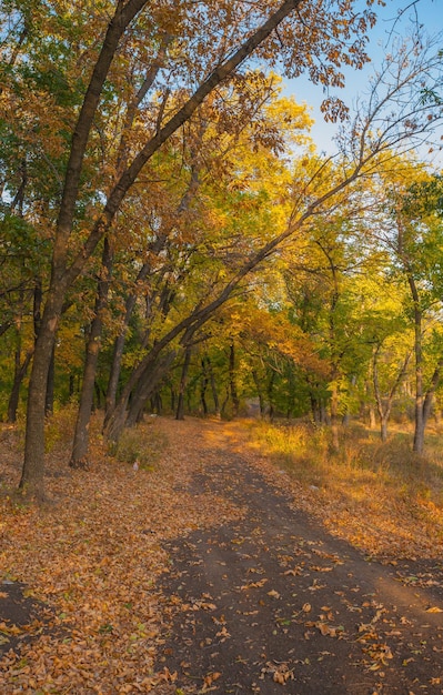 Pad in het mistige herfstpark