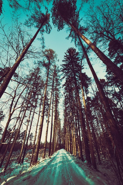 Foto pad in het winterbos