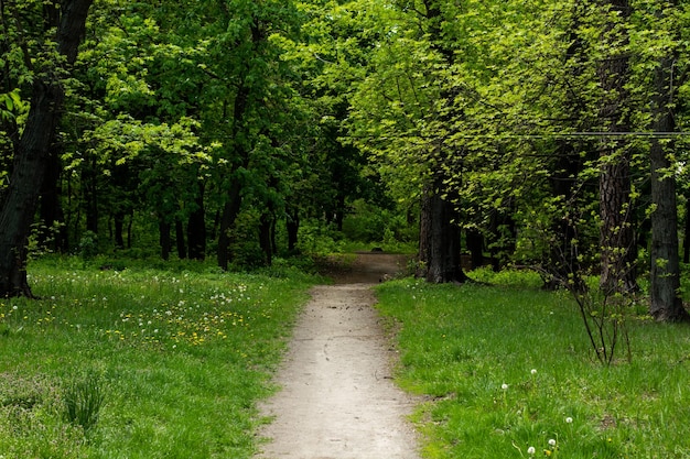 Pad in het zomerbos met groene bomen