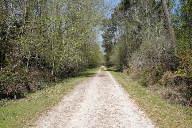 Pad in natuurpark in hostens dennenbos