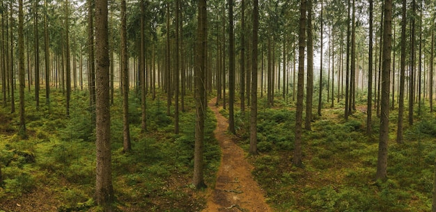 Pad naar het bos in de herfst met mistpanorama. Drone-opname