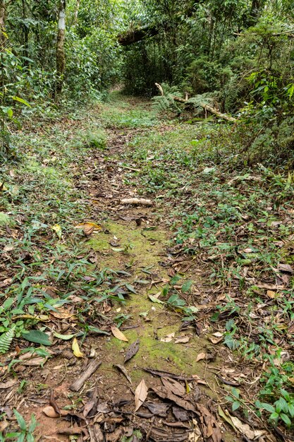 Pad naar het bos in Zuid-Brazilië.