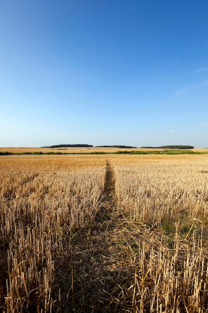 Pad op landbouwgebied