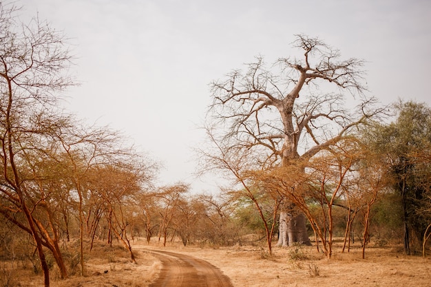 Foto pad op zandweg. wild leven in safari. baobab en bush jungles in senegal, afrika. bandia reserve. heet, droog klimaat.