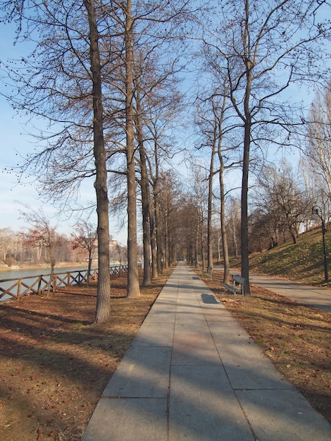 Pad tussen bomen