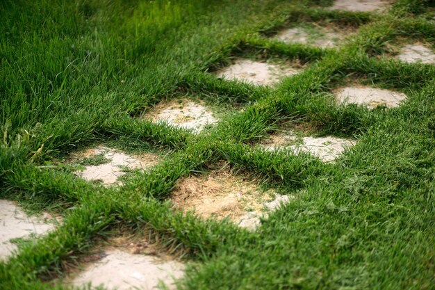 Pad van stenen tegels op het gazon Mooi goed onderhouden groen gras