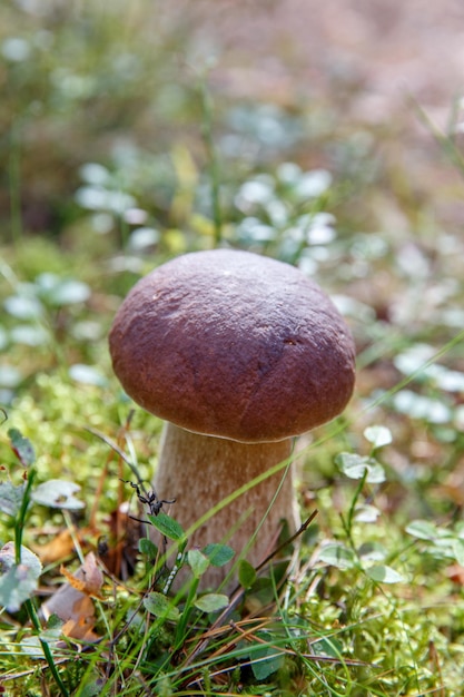 Paddenstoel in een bos op groene achtergrond boletus edulis