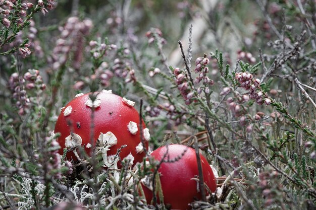 Paddenstoel in een heideveld in het bos Giftige paddenstoel Redcap witte vlek