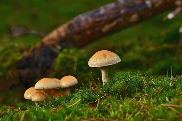 paddenstoel in het bos op gras