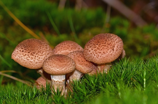 paddenstoel in het bos op gras