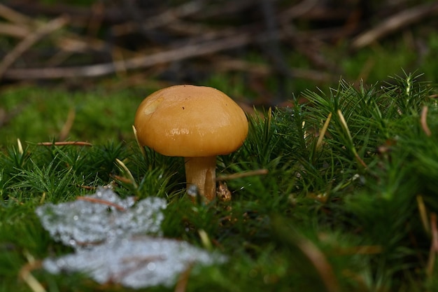 paddenstoel in het bos op gras