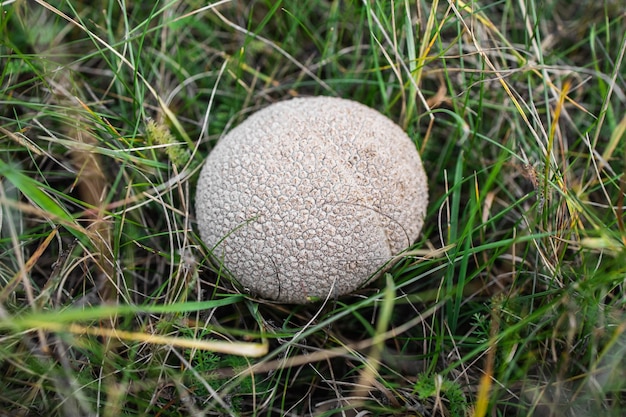 Paddenstoel Lycoperdon in groen gras Uitzicht van bovenaf