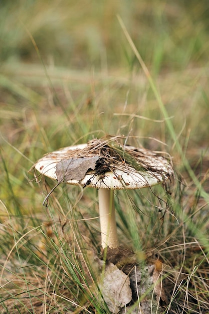 Paddenstoel op een bosachtige achtergrond van gras