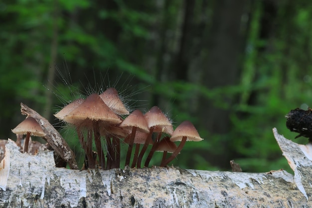 paddenstoel paddestoelen giftig psychedelisch gevaarlijk ecosysteem