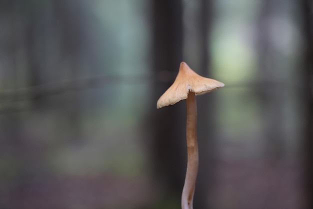 paddenstoel paddestoelen giftig psychedelisch gevaarlijk ecosysteem