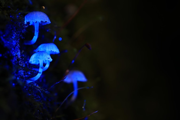 paddenstoel paddestoelen giftig psychedelisch gevaarlijk ecosysteem