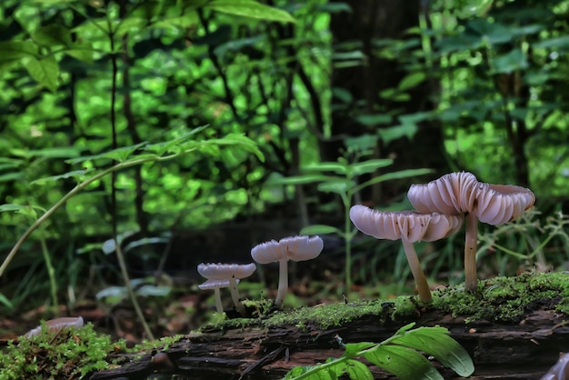 Foto paddenstoel paddestoelen giftig psychedelisch gevaarlijk ecosysteem