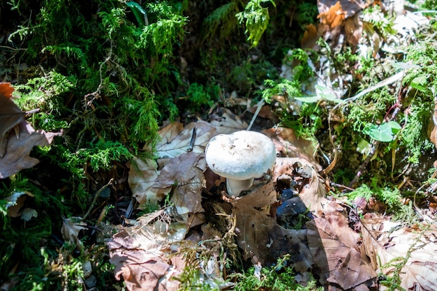 Paddenstoelclose-upmening in een bergbos Haute Savoie Frankrijk