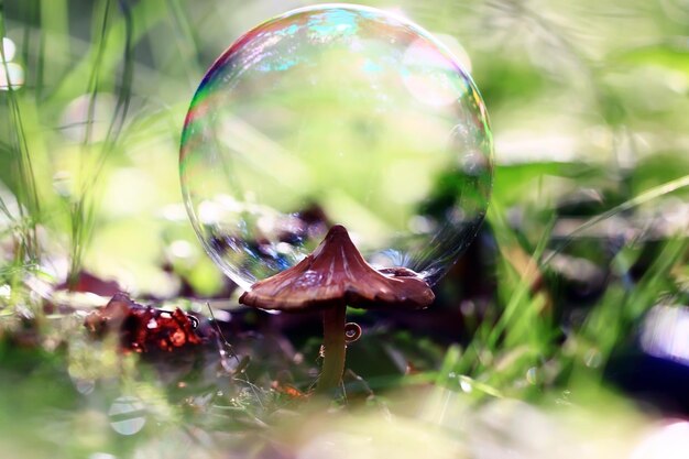 paddenstoelen bos natuur seizoen dicht