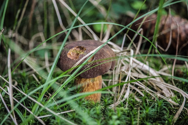 Paddenstoelen die op de grond groeien