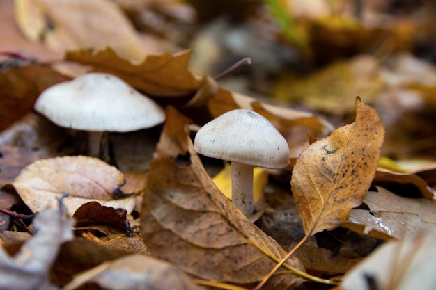 Paddenstoelen en verdorde bladeren in autumn forest