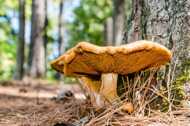 paddenstoelen in het bos