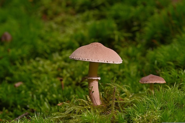 paddenstoelen in het gras