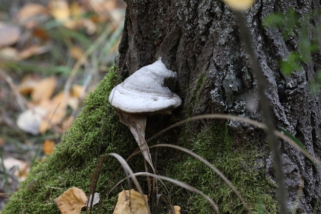 paddenstoelen in het herfstbos. detailopname