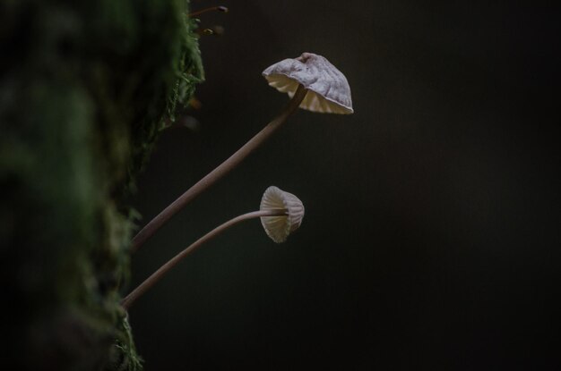 Foto paddenstoelen op de boom