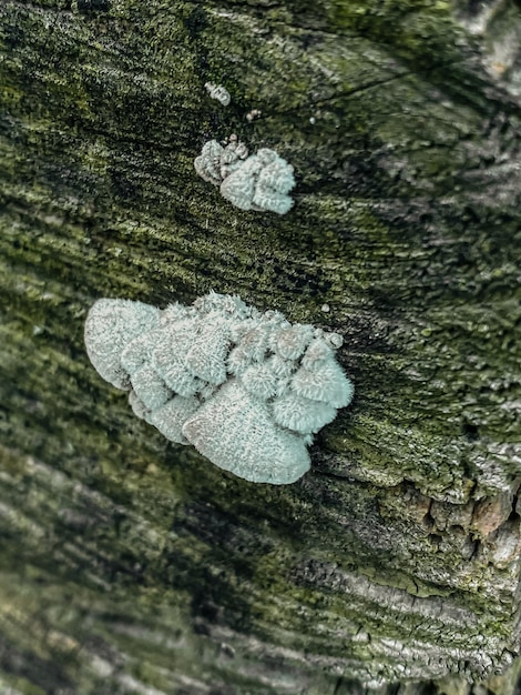 Paddenstoelen op de schors van een boom in het bos